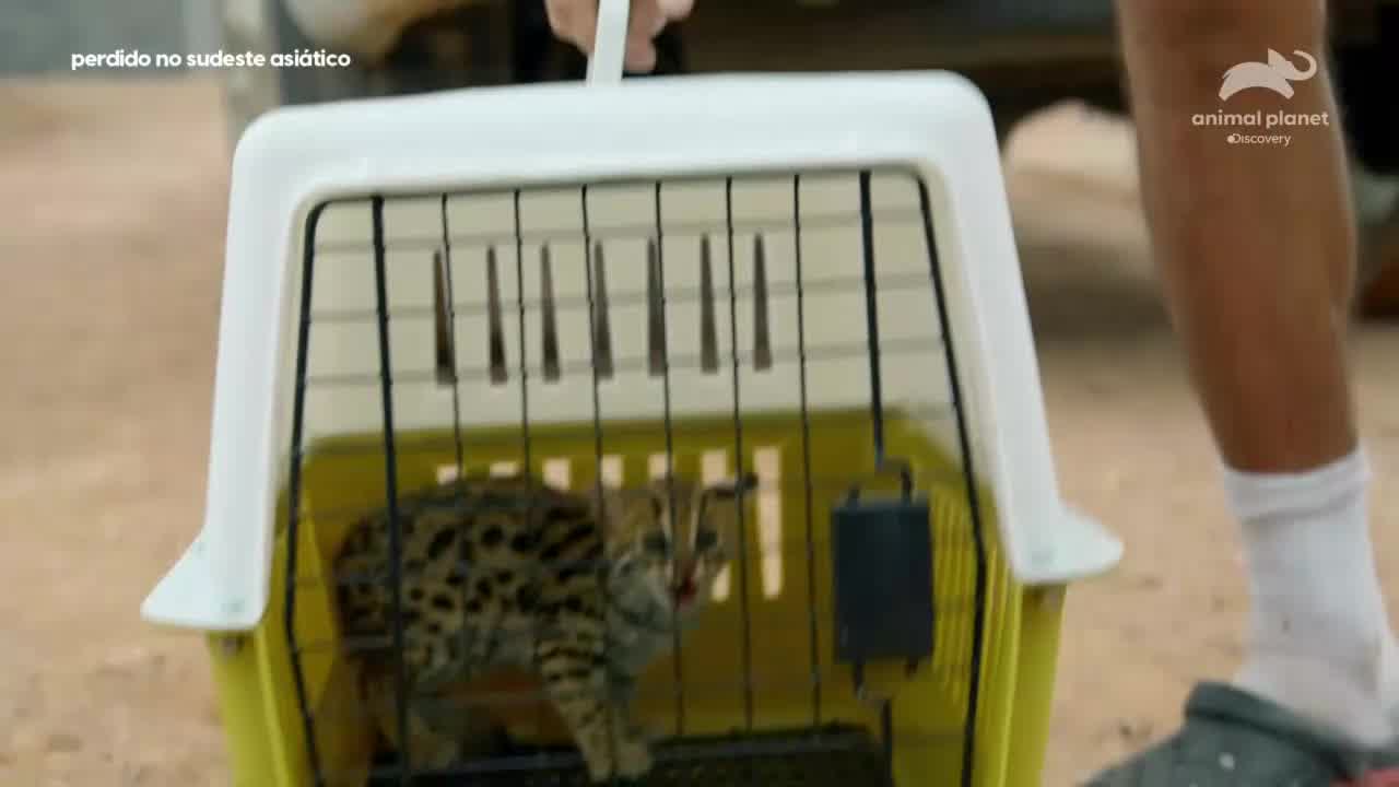 Animal Planet ao vivo